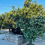 Citrus Garden *