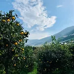 Citrus Garden