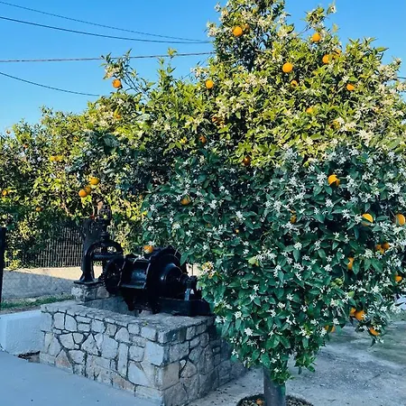 Citrus Garden *