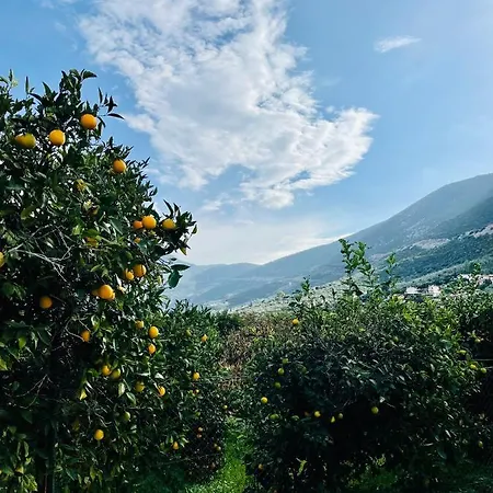 Citrus Garden