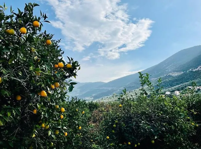 Citrus Garden